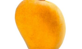 buy-ratnagiri alphonso mango