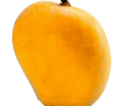 Alphonso Mango