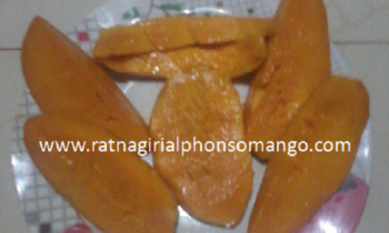 Ratnagiri Alphonso Mango