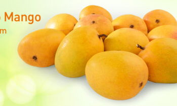 Ratnagiri Alphonso Mango