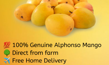 alphonso mango