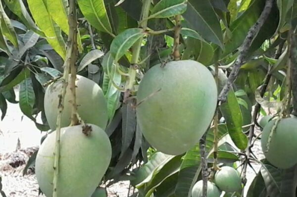 alphonso mango