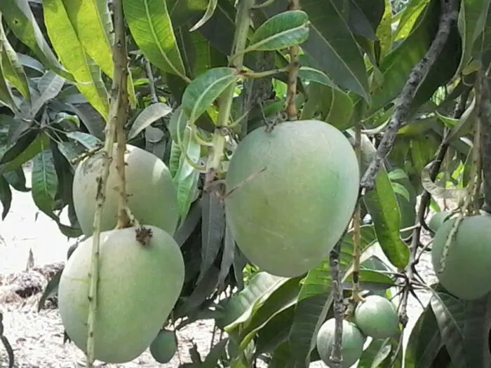 alphonso mango