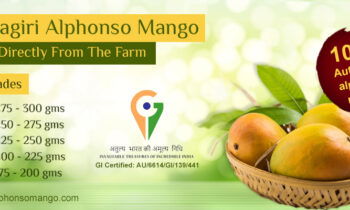 alphonso mango