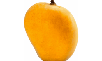 alphonso mango