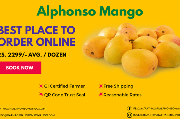 best place to buy Alphonso mango online