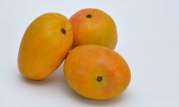 alphonso mango