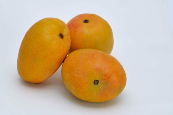 alphonso mango