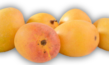 alphonso mango